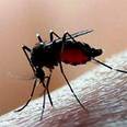 โรคชิคุนกุนยา (Chikungunya) และข้อควรระวังในการใช้ยา